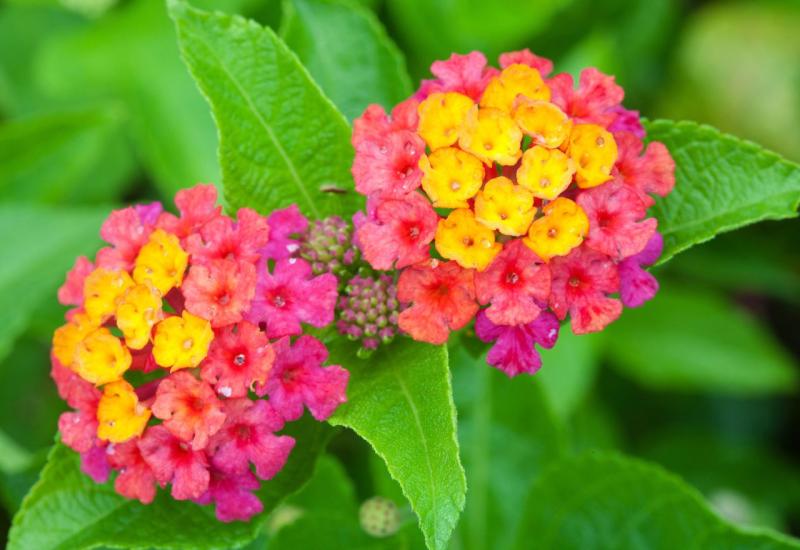 Lantana (Lantana camara) - 10 najboljih vrsta visećeg cvijeća za vaše balkone